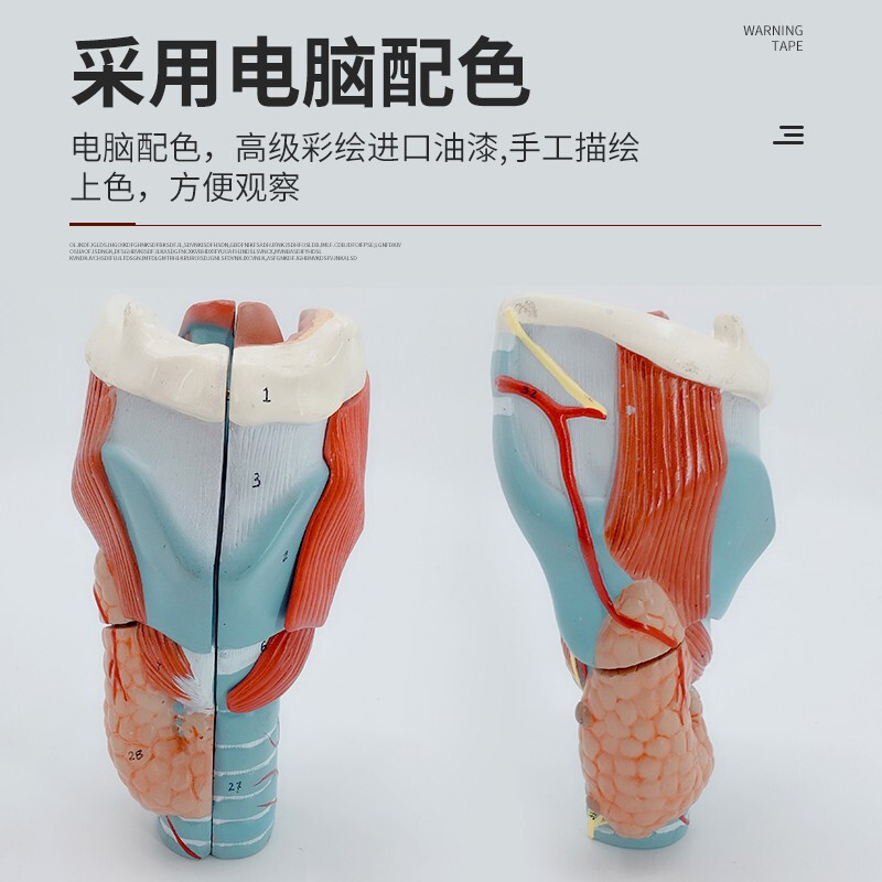咽喉健康科普與教學(xué)利器 探索2倍放大咽喉解剖模型（B款五部件）